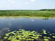 Pond Lillies, Fog Dam Conservation Reserve